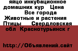 яйцо инкубационное домашних кур › Цена ­ 25 - Все города Животные и растения » Птицы   . Свердловская обл.,Краснотурьинск г.